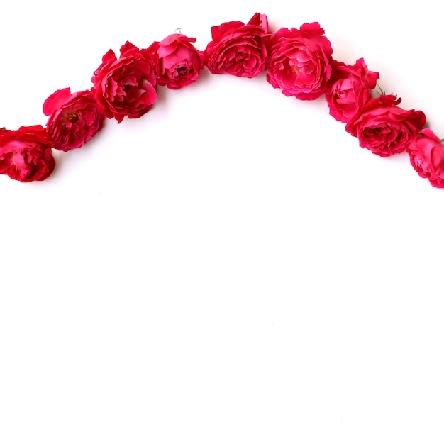 Foto fondo multiusos de la rosa roja