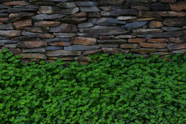 Fondo de muro de piedra y hojas verdes de Charlie