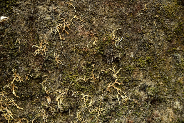 Fondo de musgo en la naturaleza