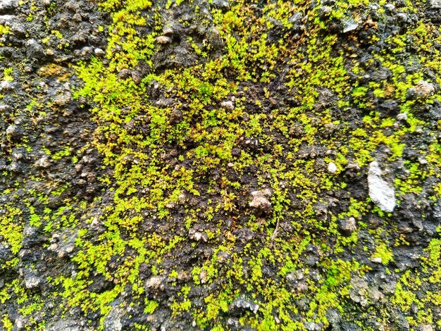 Fondo de musgo de la naturaleza