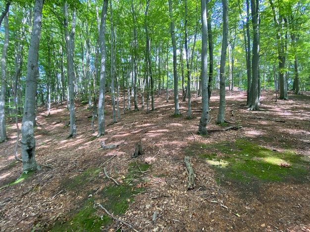 Fondo de musgo de suelo de bosque