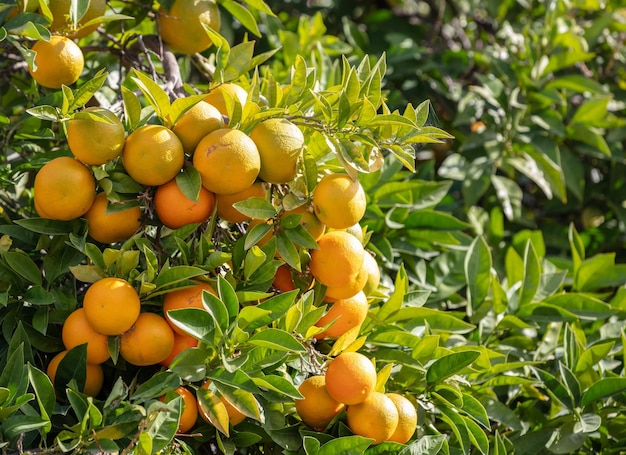 Fondo de naranjo cargado de frutos maduros