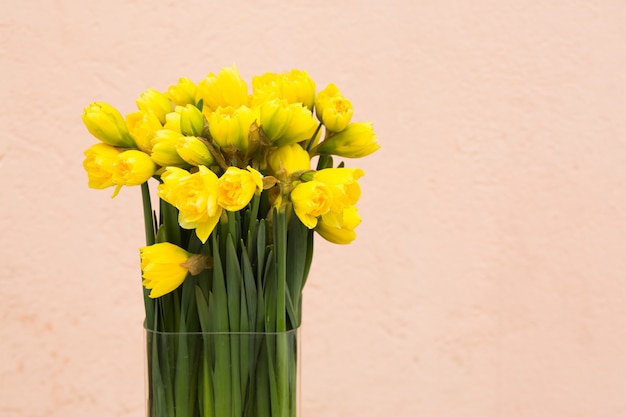 Fondo de narcisos amarillos