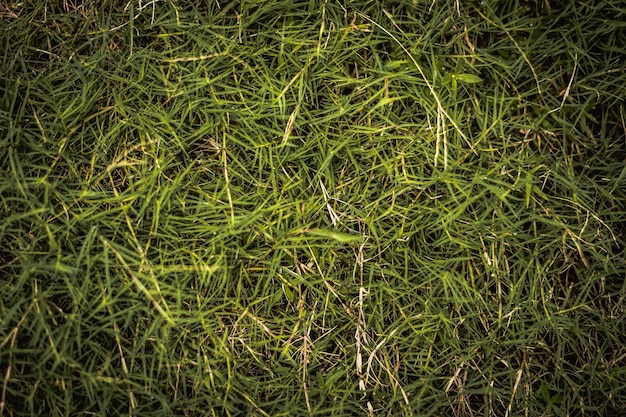 Fondo natural abstracto Colección con diferentes tonos de color de hierba verde espacio de copia Verano fresco y estado de ánimo de fútbol Para diseño fondo de pantalla protector de pantalla telón de fondo web
