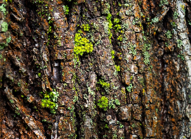 Fondo natural abstracto de corteza de árbol