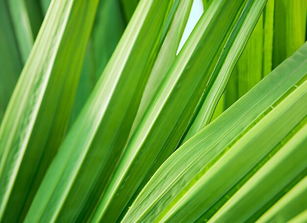 Foto fondo natural abstracto de hoja de palma de primer plano