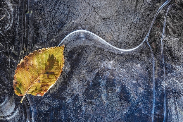 Fondo natural abstracto con patrones de hielo. Hielo con hojas de otoño.