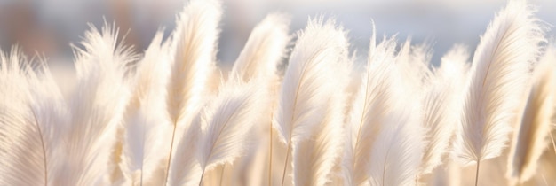 Un Fondo Natural Abstracto Con Plantas Suaves Que Se Parecen A Cortaderia Selloana Meciéndose En El Viento C