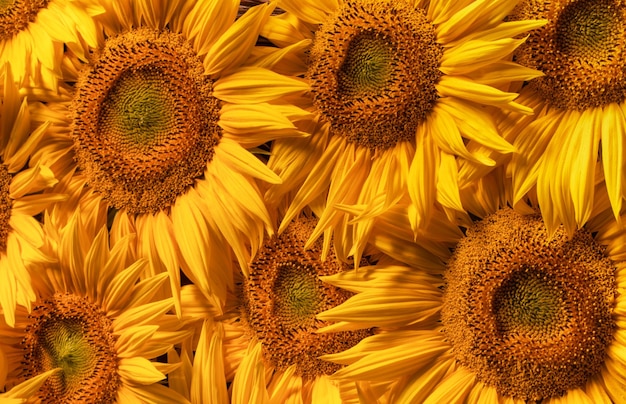 Fondo natural abstracto de textura de flores de girasol en flor