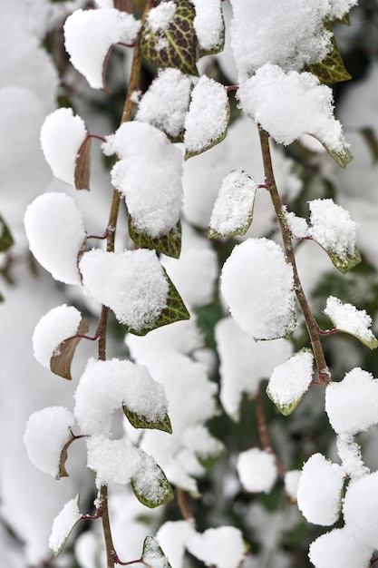 Fondo natural del árbol debajo de la nieve.