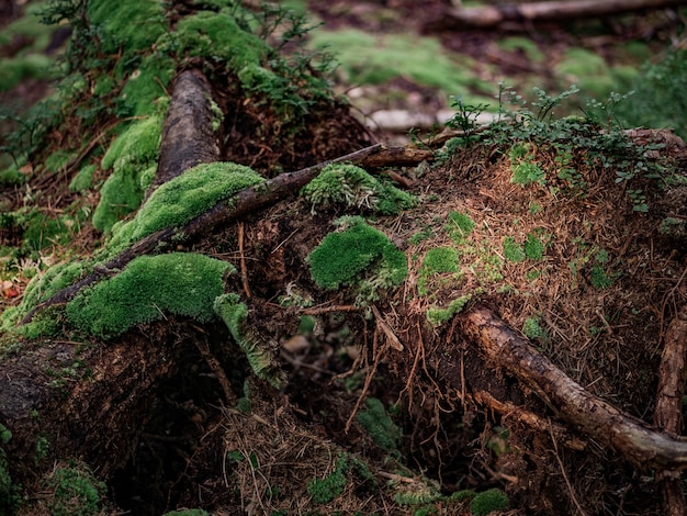 Fondo natural de un árbol muerto cubierto de musgo en el bosque