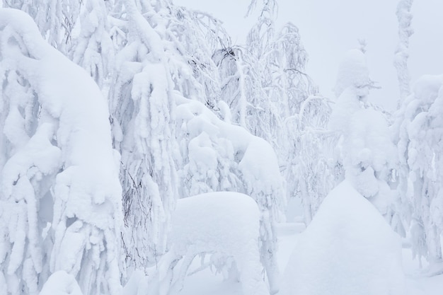 Fondo natural - árboles de un bosque de montaña después de una tormenta de nieve