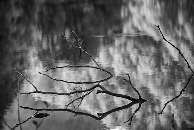 Fondo natural de arte abstracto con ramas secas de árboles con reflejos de exuberante follaje en el agua