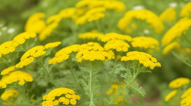 Fondo natural de belleza sin precedentes con el encanto único de Tansy Maidenhair