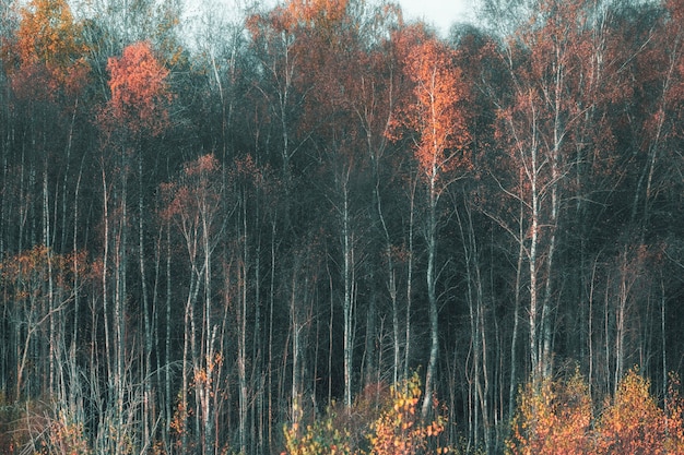 Fondo natural del bosque de troncos de abedul y hojas de otoño