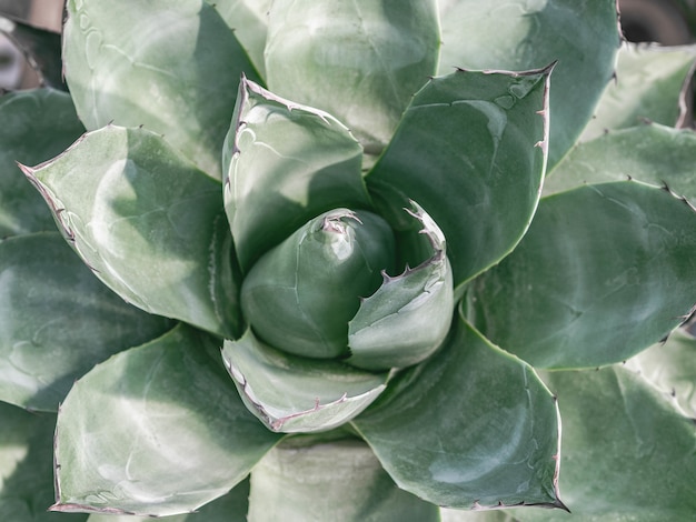 Fondo natural cactus o planta suculenta.