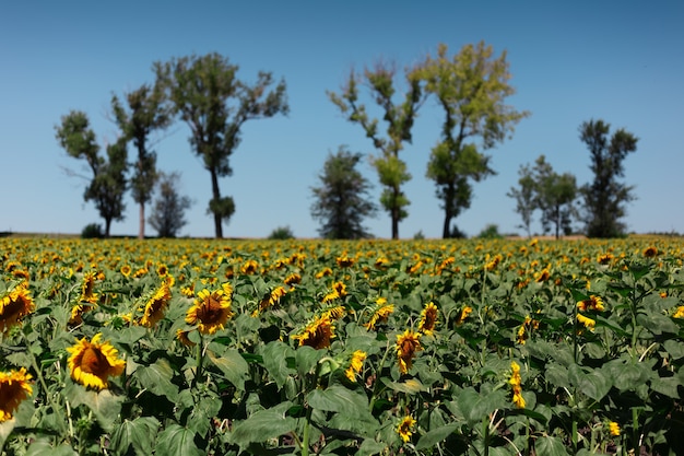 Fondo natural del campo de girasoles sobre fondo de cielo azul y árboles.