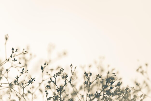 Fondo natural de color crema ligero casi blanco con ramas vagas y frágiles que llevan pequeños brotes de flores