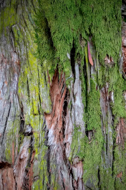 Fondo natural Corteza de árbol cubierta de musgo verde