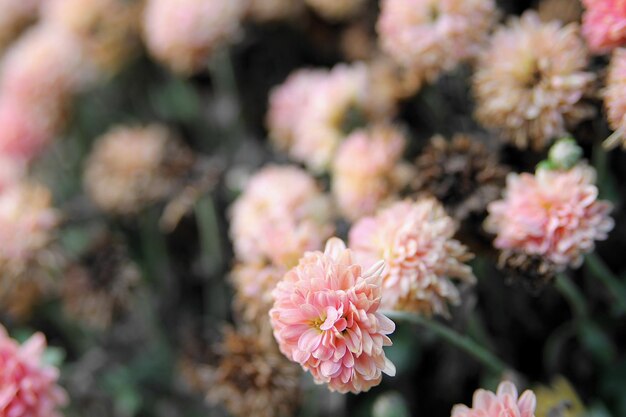 Fondo natural de crisantemo rosa. Flores rosas en el jardín, imagen de fondo.