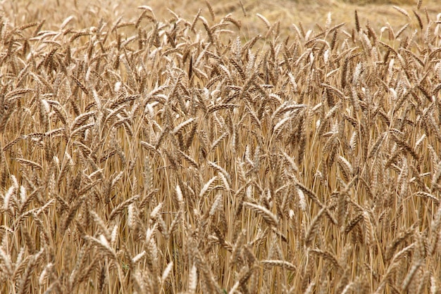 Fondo natural espigas de trigo el campo dorado maduro de trigo