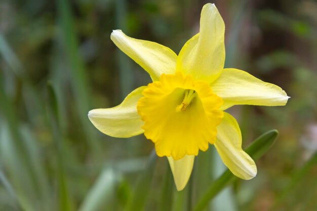 Fondo natural con la flor amarilla del narciso