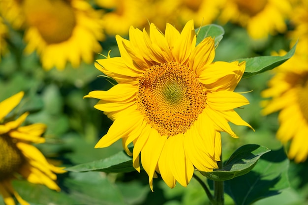 Fondo natural de flor de girasol Cerrar