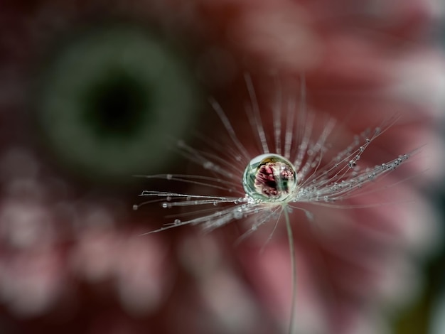 Fondo natural de una flor rosa en un primer plano de gota de agua. Macro