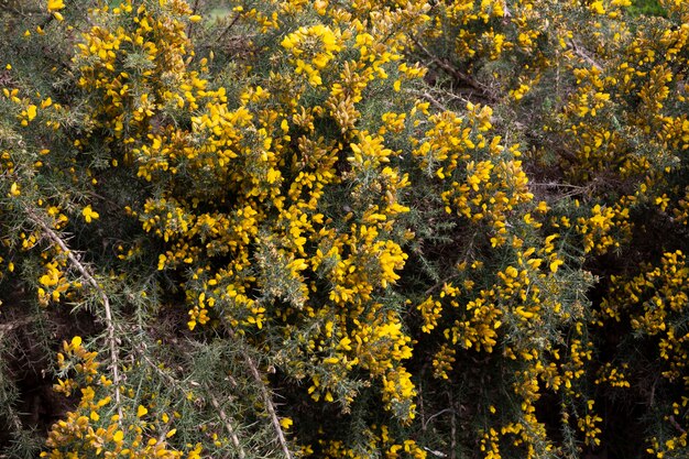 Fondo natural floral amarillo verdoso de ulex europaeus conocido como arbusto de aulaga con pequeñas flores amarillas brillantes ...