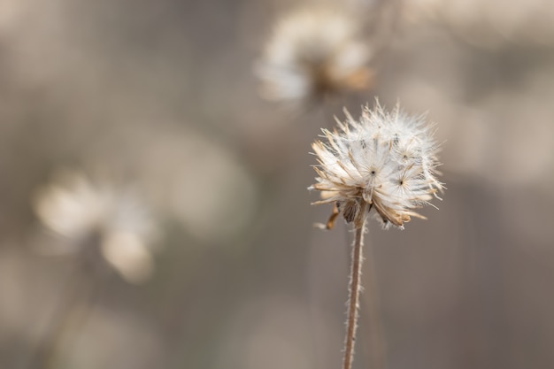 Fondo natural de las flores de la hierba