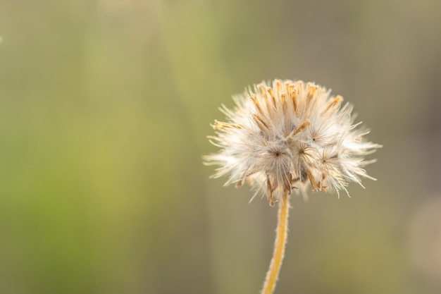 Fondo natural de las flores de la hierba