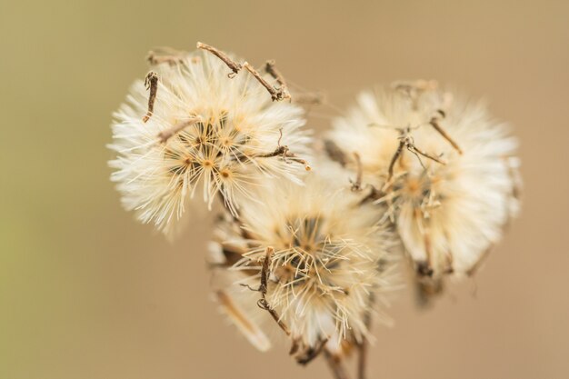 Fondo natural de las flores de la hierba