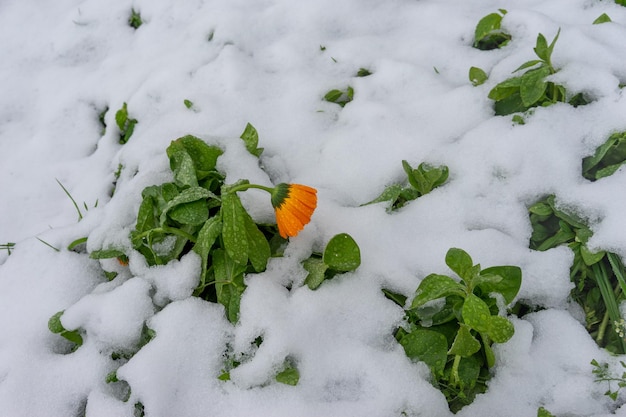 Fondo natural con flores de naranja en la nieve