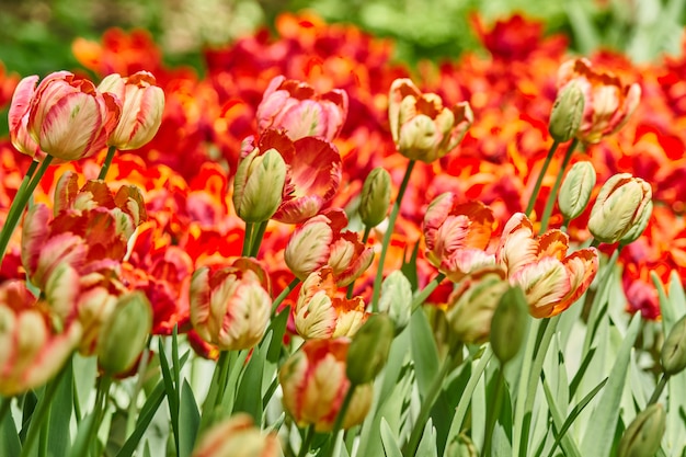 Fondo natural de flores de primavera en flor. Campo de tulipanes rojos.