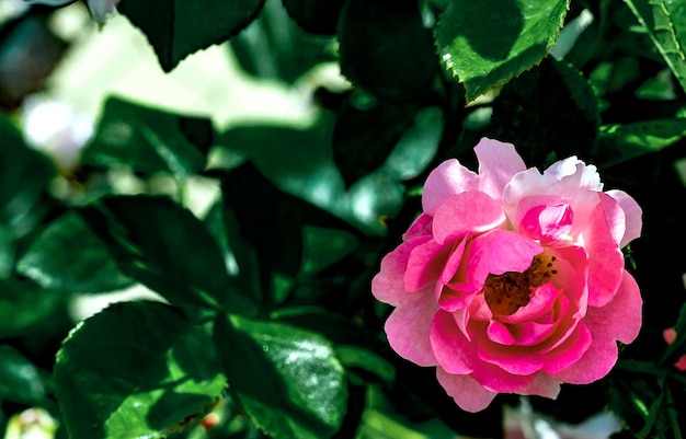 Fondo natural, foto de un rosal en flor viva con flores rosas