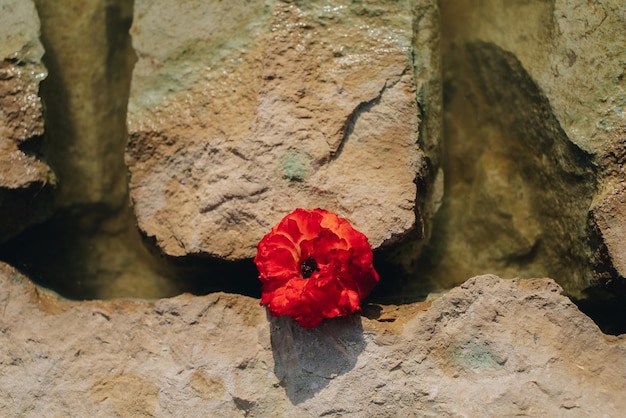 Fondo natural de frágil flor roja entre rocas de piedras rojas