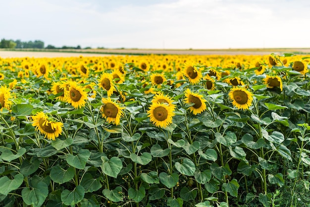 Fondo natural de girasol. Flor de girasol