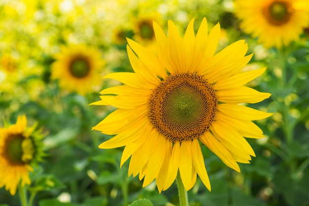 Fondo natural de girasol. girasol floreciente