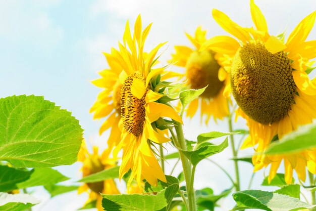 Fondo natural de girasol. Los girasoles están floreciendo. De cerca