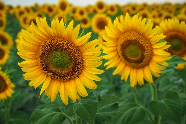 Fondo natural de girasol. Girasoles que florece en día nublado. Primer plano de plantas.