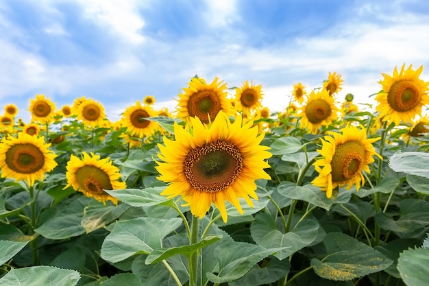 Fondo natural de girasol