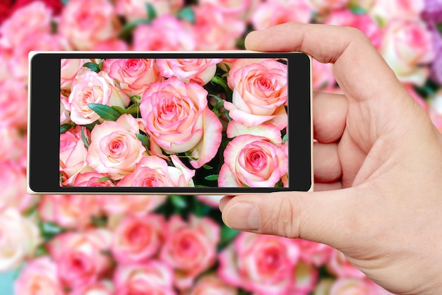 Fondo natural de hermosas rosas rosadas en la pantalla del teléfono inteligente Flores frescas