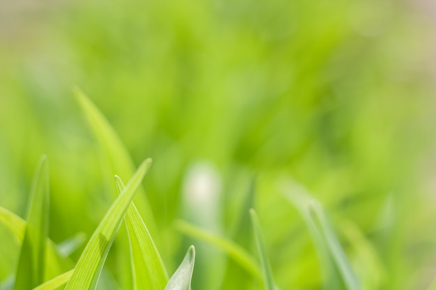 Foto fondo natural hermoso de la hierba verde