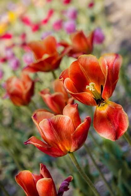 Fondo natural de hermosos tulipanes rojos de verano.