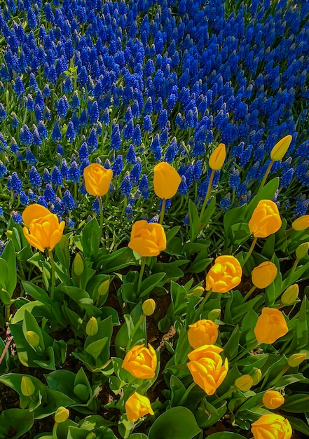 Fondo natural de hermosos tulipanes de verano tulipanes de primavera