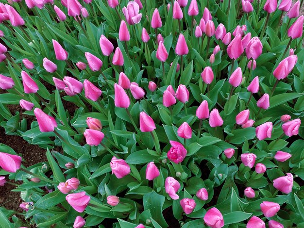 Fondo natural de hermosos tulipanes de verano tulipanes de primavera