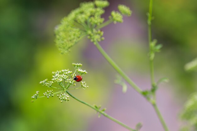 Fondo natural con hierba silvestre y mariquita