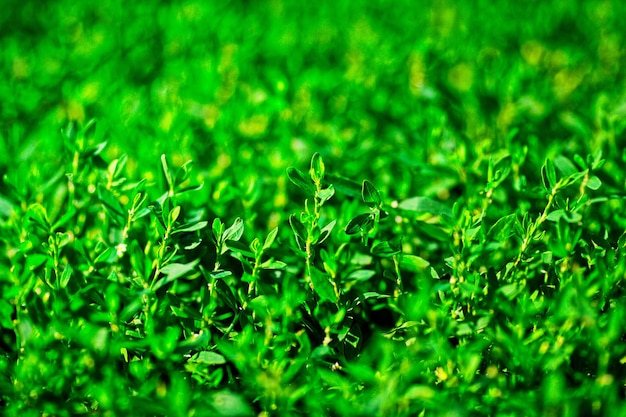 Fondo natural Hierba verde de cerca Telón de fondo en blanco para protector de pantalla