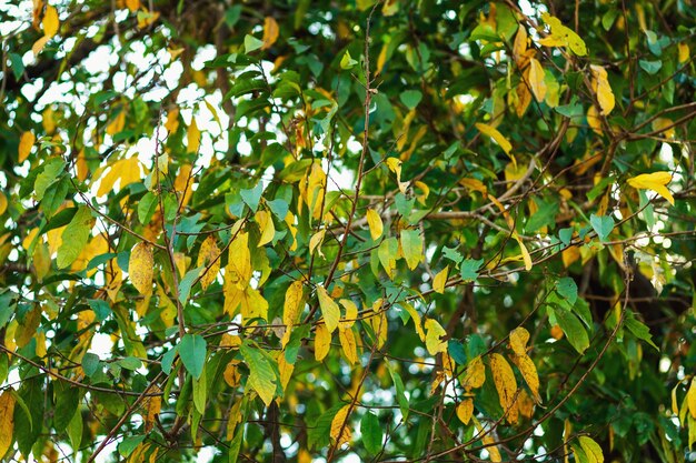 Fondo natural de la hoja de las ramas frondosas verdes hermosas