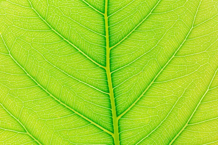 Fondo natural de hoja verde